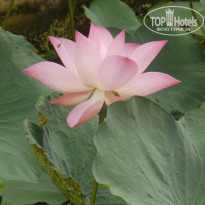 фото из отзыва ID 1302552