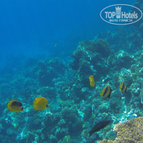 фото из отзыва ID 1303373