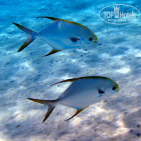 фото из отзыва ID 1303446