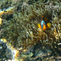 фото из отзыва ID 1303446