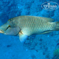 фото из отзыва ID 1303446