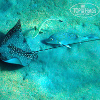 фото из отзыва ID 1303446