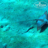 фото из отзыва ID 1303446