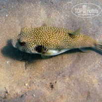 фото из отзыва ID 1303446