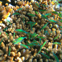 фото из отзыва ID 1303446