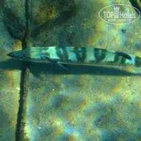 фото из отзыва ID 1303446