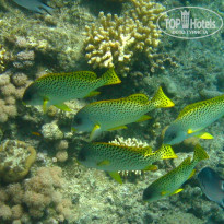 фото из отзыва ID 1303446