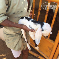 фото из отзыва ID 1305692