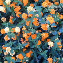 фото из отзыва ID 1306637