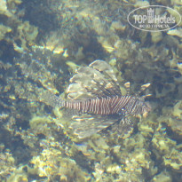 фото из отзыва ID 1307111