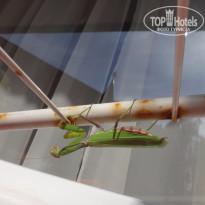 фото из отзыва ID 1307695