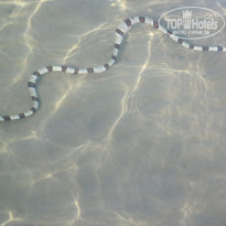 фото из отзыва ID 1307892