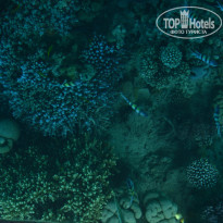 фото из отзыва ID 1308193