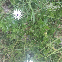 фото из отзыва ID 1308734