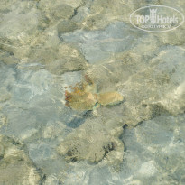 фото из отзыва ID 1309199