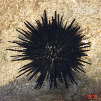 фото из отзыва ID 1302108