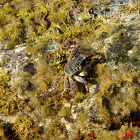 фото из отзыва ID 1302108