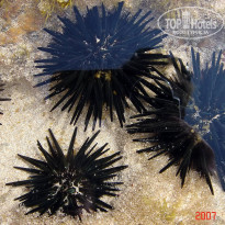 фото из отзыва ID 1302108