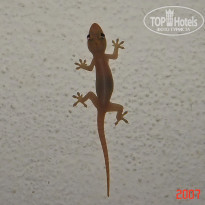 фото из отзыва ID 1302108