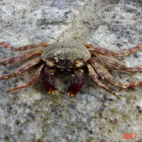 фото из отзыва ID 1302108