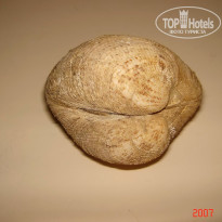 фото из отзыва ID 1302108