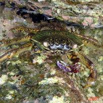 фото из отзыва ID 1302108