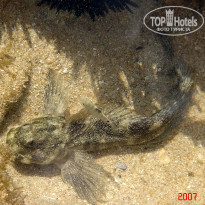 фото из отзыва ID 1302108