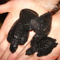 фото из отзыва ID 1302108