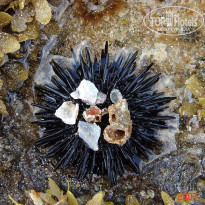 фото из отзыва ID 1302108