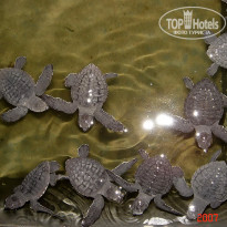 фото из отзыва ID 1302108