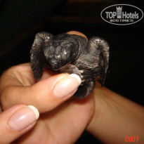 фото из отзыва ID 1302108