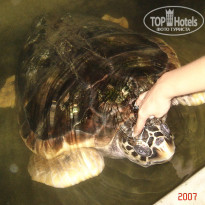 фото из отзыва ID 1302108