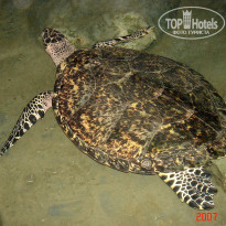 фото из отзыва ID 1302108