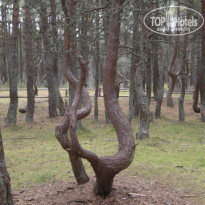 фото из отзыва ID 1310409