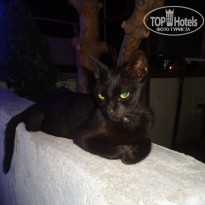 фото из отзыва ID 1311689