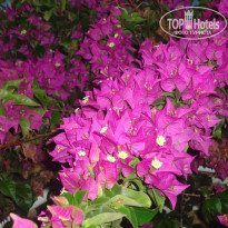 фото из отзыва ID 1311689