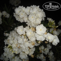 фото из отзыва ID 1311689