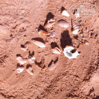 фото из отзыва ID 1311931