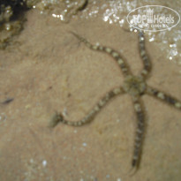 фото из отзыва ID 1312591