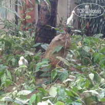 фото из отзыва ID 1312604