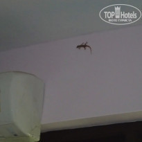 фото из отзыва ID 1313369