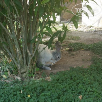 фото из отзыва ID 1313517