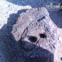 фото из отзыва ID 1313631