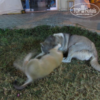 фото из отзыва ID 1313886