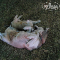 фото из отзыва ID 1313886