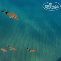 фото из отзыва ID 1313947