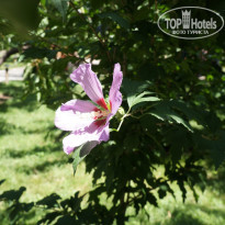 фото из отзыва ID 1316896