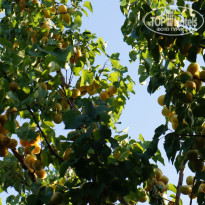 фото из отзыва ID 1316896