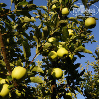 фото из отзыва ID 1316896