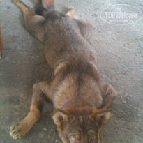 фото из отзыва ID 1317198